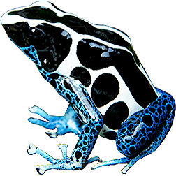 Oyapock Dart Frog